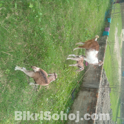 রাম ছাগল আর পাটি বাচ্চা